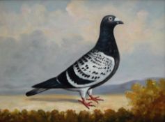 In the style of Andrew Beer Study of a racing pigeon Oil on board 29.
