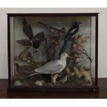 Taxidermy - A display of birds and stoats, including a seagull, magpies, Jays etc, 90cm wide x 76.