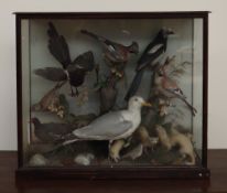 Taxidermy - A display of birds and stoats, including a seagull, magpies, Jays etc, 90cm wide x 76.