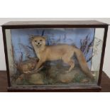 Taxidermy - A fox feasting on a pheasant, bears a label for "J Mountney, Naturalist, Cardiff",