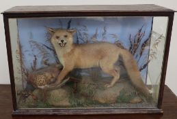 Taxidermy - A fox feasting on a pheasant, bears a label for "J Mountney, Naturalist, Cardiff",