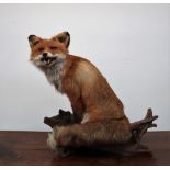 Taxidermy - A large seated fox on a naturalistic wooden plinth,