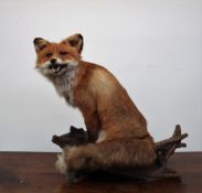 Taxidermy - A large seated fox on a naturalistic wooden plinth,