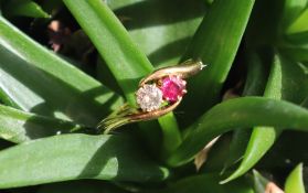 A ruby and diamond crossover ring, set with an old round cut diamond approximately 0.