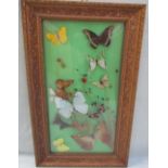 Taxidermy - Mounted and framed butterfly specimens together with butterfly wing pictures,