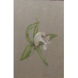 A Leaver An orchid Watercolour Together with a print of a begging dog and a print of a Mexican