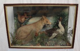 Taxidermy - A display of a Fox attacking a duck with a squirrel on a branch in the background, 91.