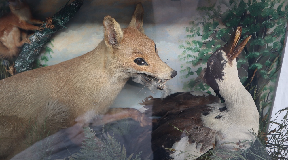Taxidermy - A display of a Fox attacking a duck with a squirrel on a branch in the background, 91. - Image 2 of 5