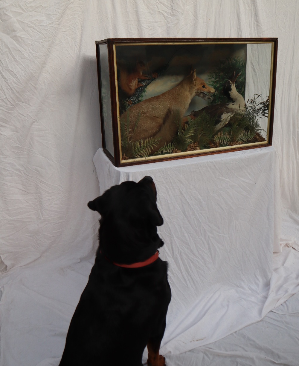 Taxidermy - A display of a Fox attacking a duck with a squirrel on a branch in the background, 91. - Image 3 of 5