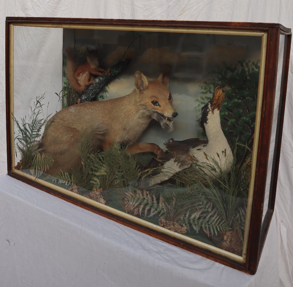 Taxidermy - A display of a Fox attacking a duck with a squirrel on a branch in the background, 91. - Image 4 of 5