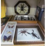 Taxidermy - blue black bird eating spider together with another spider, scorpions,