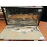 Taxidermy - A Jack Pike, with painted reeds and a rocky base, in a glass case with a fish painted