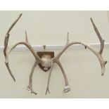 Mounted stag antlers