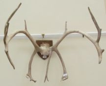 Mounted stag antlers