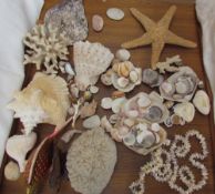 A collection of shells together with starfish, corals etc