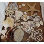 A collection of shells together with starfish, corals etc