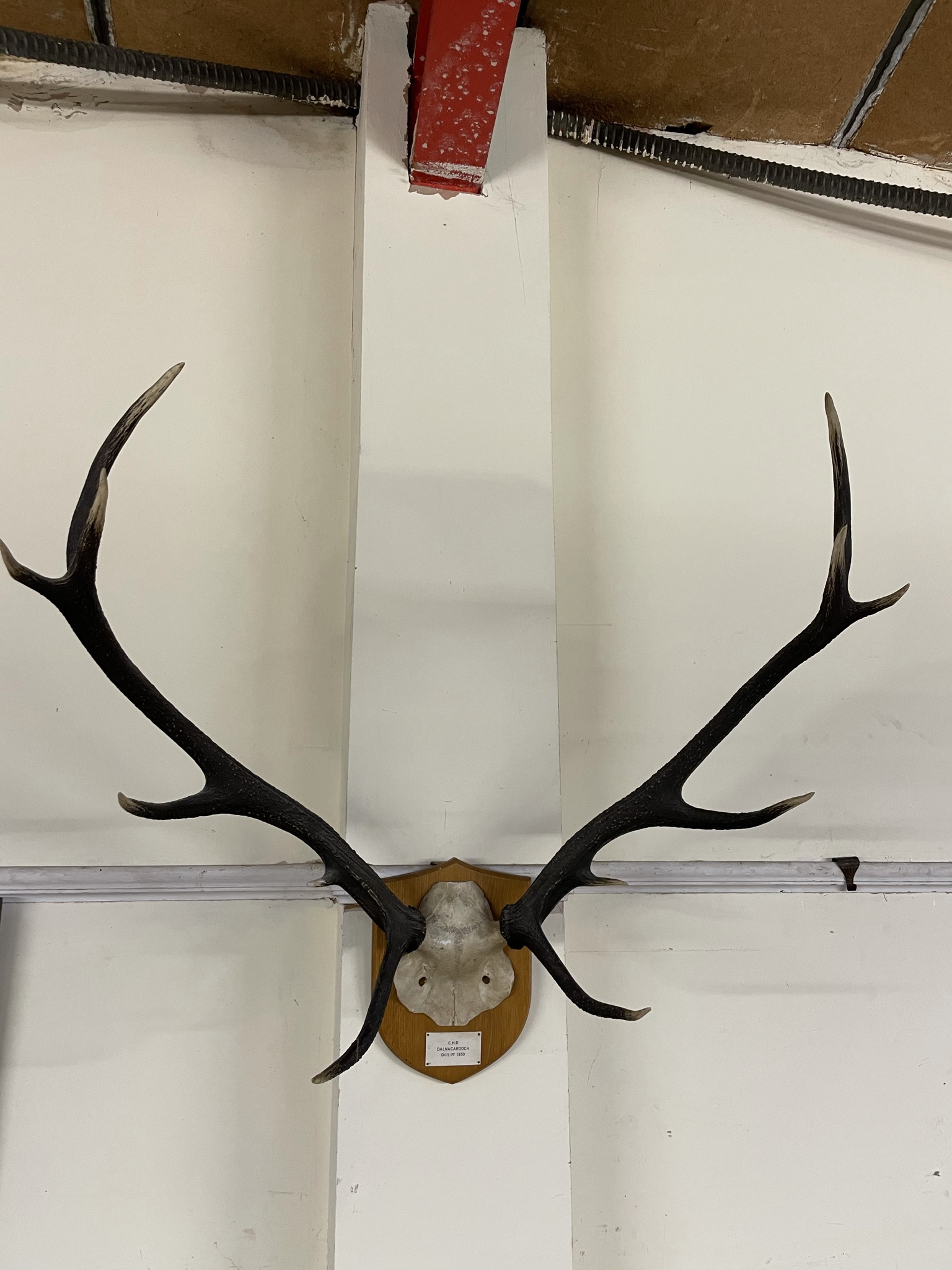 Mounted stag horns with twelve points, bears a plaque for "C.H.D.