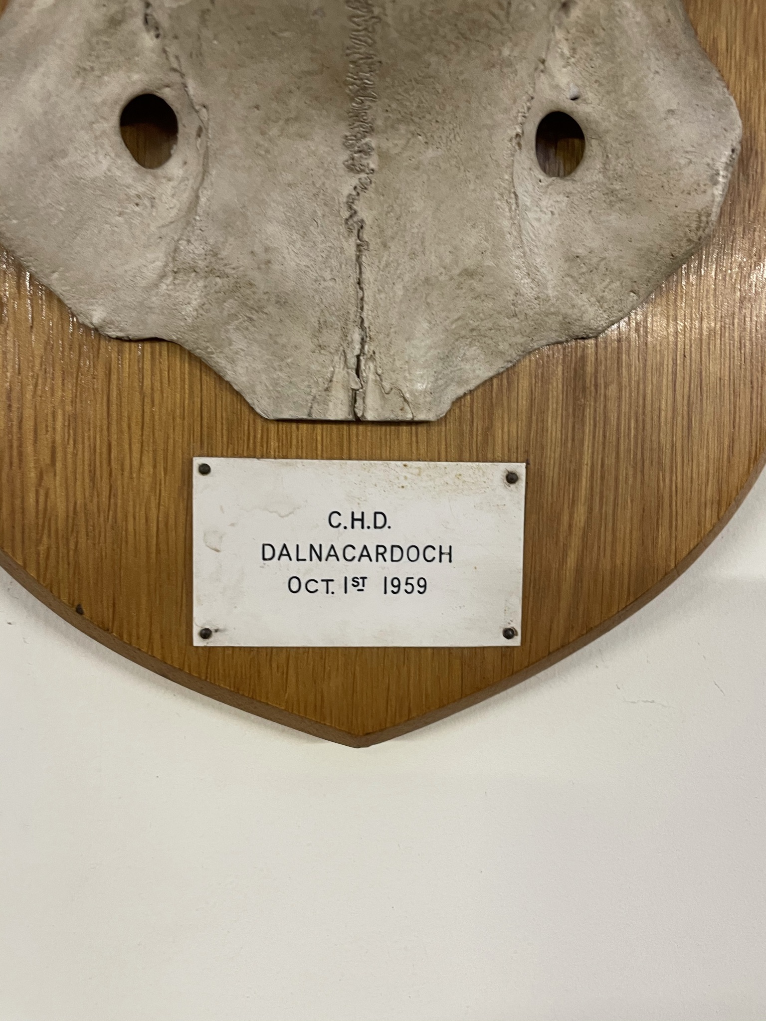 Mounted stag horns with twelve points, bears a plaque for "C.H.D. - Image 2 of 2