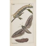 J.J. SCHMUZER 1795 - 1810: ATLAS OF INSECTS AND BUTTERFLIES Ca. 1810 Colored copperplate engravings,