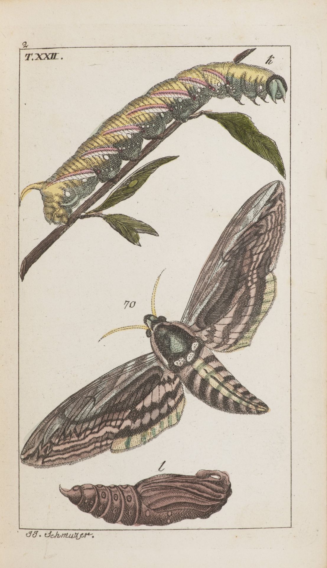 J.J. SCHMUZER 1795 - 1810: ATLAS OF INSECTS AND BUTTERFLIES Ca. 1810 Colored copperplate engravings,