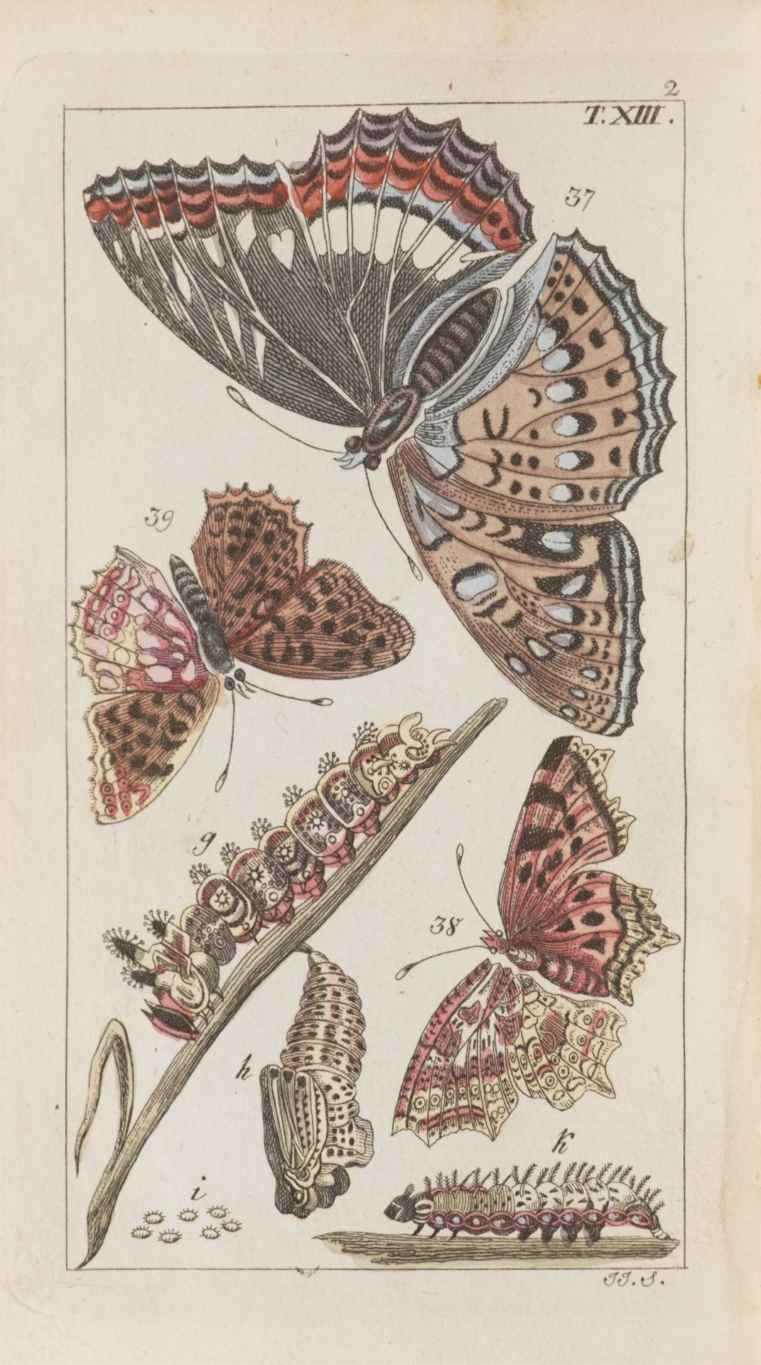 J.J. SCHMUZER 1795 - 1810: ATLAS OF INSECTS AND BUTTERFLIES Ca. 1810 Colored copperplate engravings, - Bild 2 aus 4