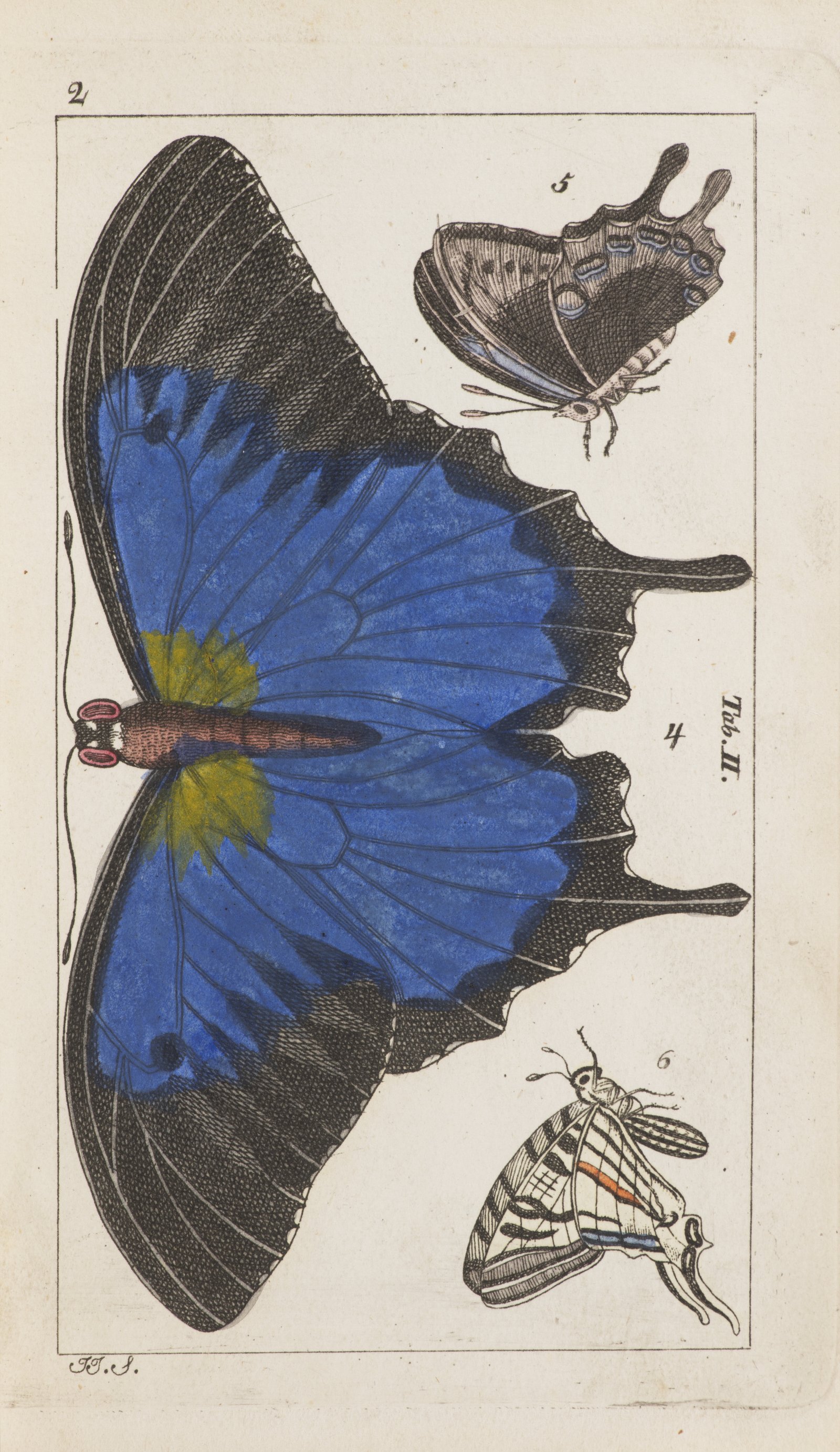 J.J. SCHMUZER 1795 - 1810: ATLAS OF INSECTS AND BUTTERFLIES Ca. 1810 Colored copperplate engravings, - Image 4 of 4