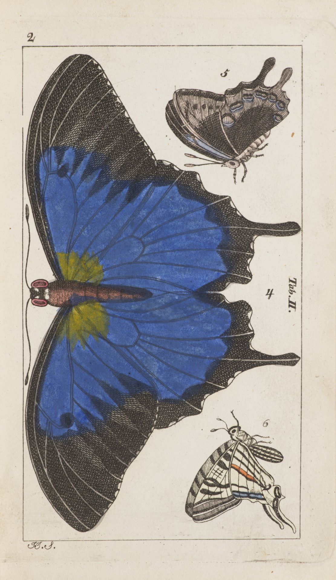 J.J. SCHMUZER 1795 - 1810: ATLAS OF INSECTS AND BUTTERFLIES Ca. 1810 Colored copperplate engravings, - Bild 4 aus 4