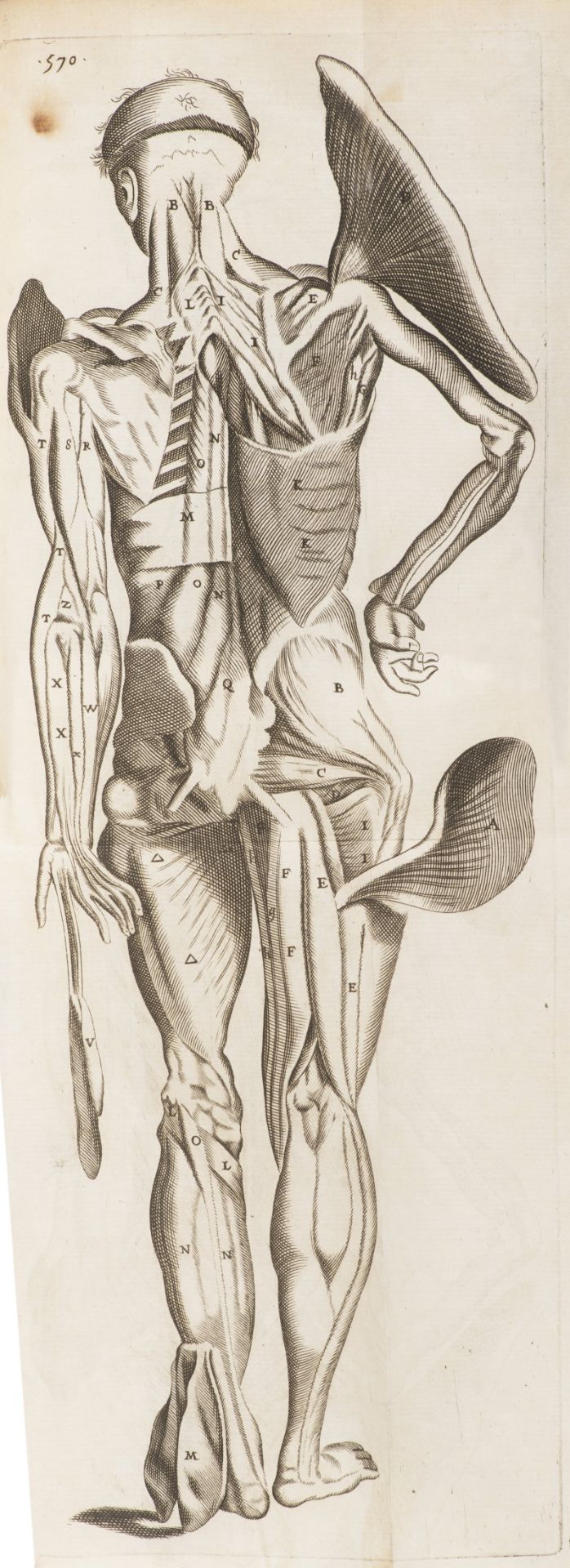THOMAS BARTHOLIN 1616 - 1680: ANATOME QUARTUM RENOVATA 1677 Period full leather binding, wiped - Bild 10 aus 10
