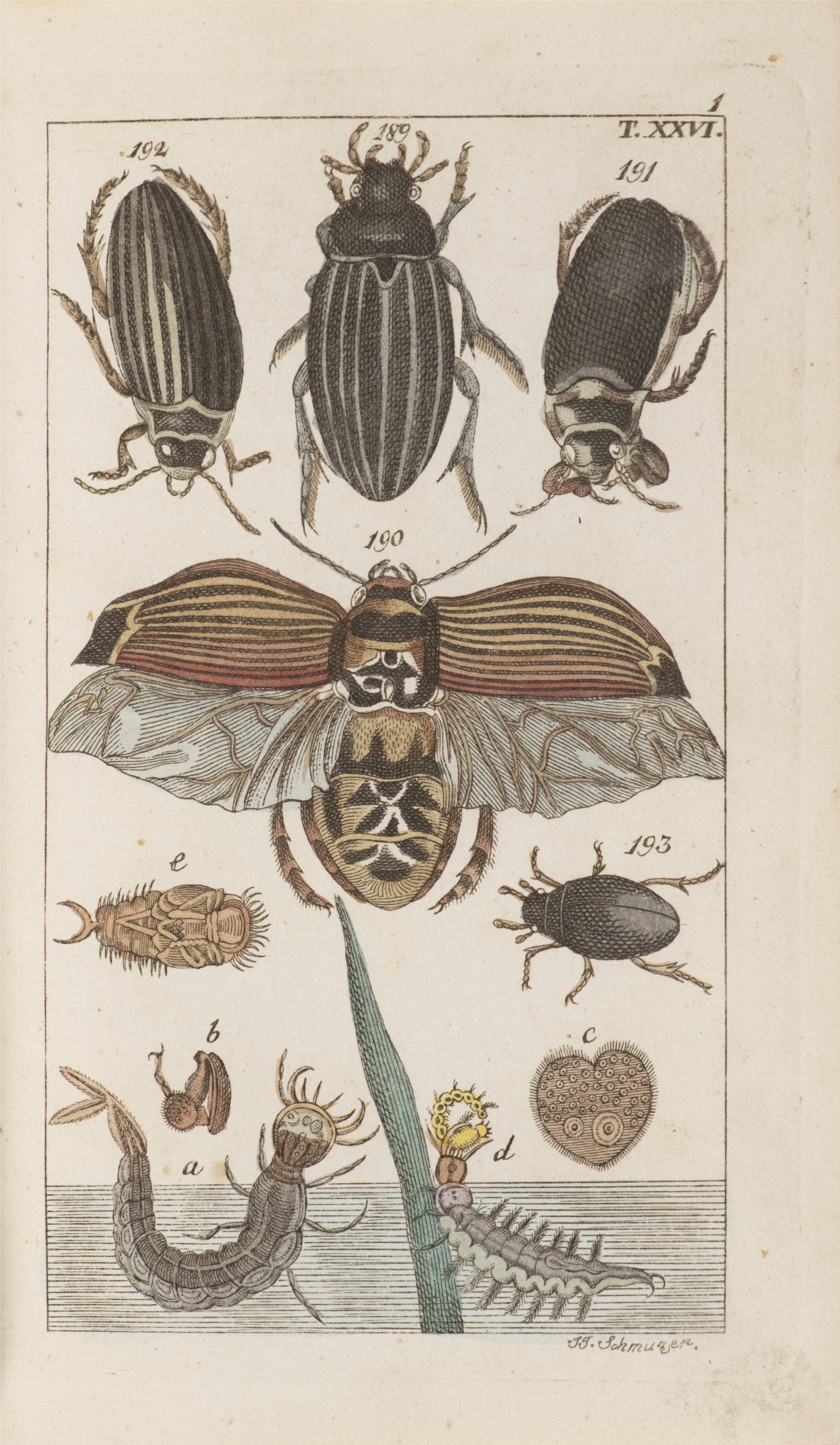 J.J. SCHMUZER 1795 - 1810: ATLAS OF INSECTS AND BUTTERFLIES Ca. 1810 Colored copperplate engravings, - Image 3 of 4