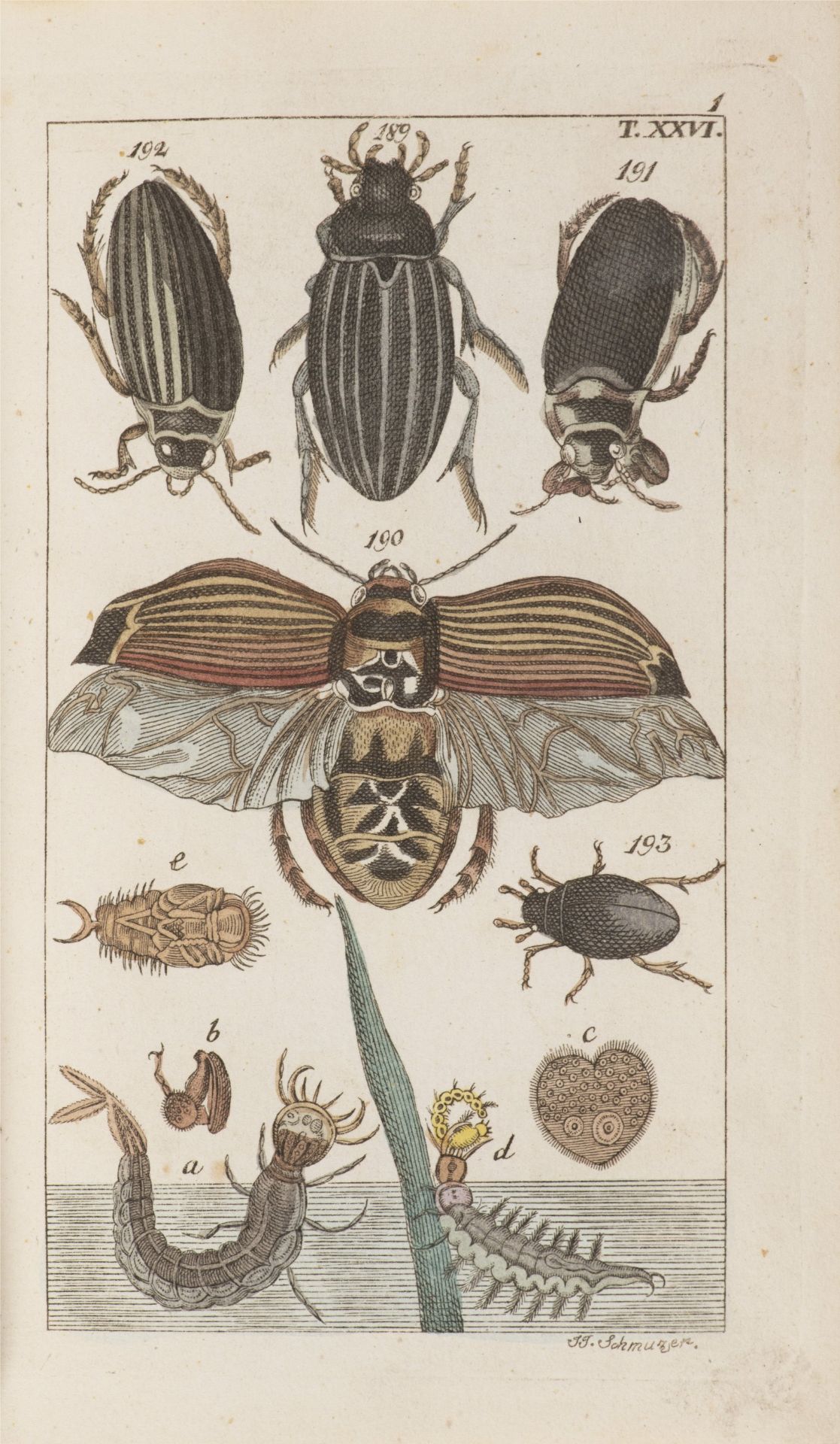 J.J. SCHMUZER 1795 - 1810: ATLAS OF INSECTS AND BUTTERFLIES Ca. 1810 Colored copperplate engravings, - Bild 3 aus 4