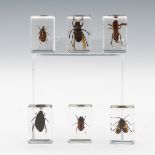 Set of Six Exotic Insects in Glazed Exhibit Cases