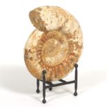 Prehistoric Large Parawedekindia Arduennensis Fossil, Jurassic Ammonite ca. 163.5-157.3 Mya, on Iro