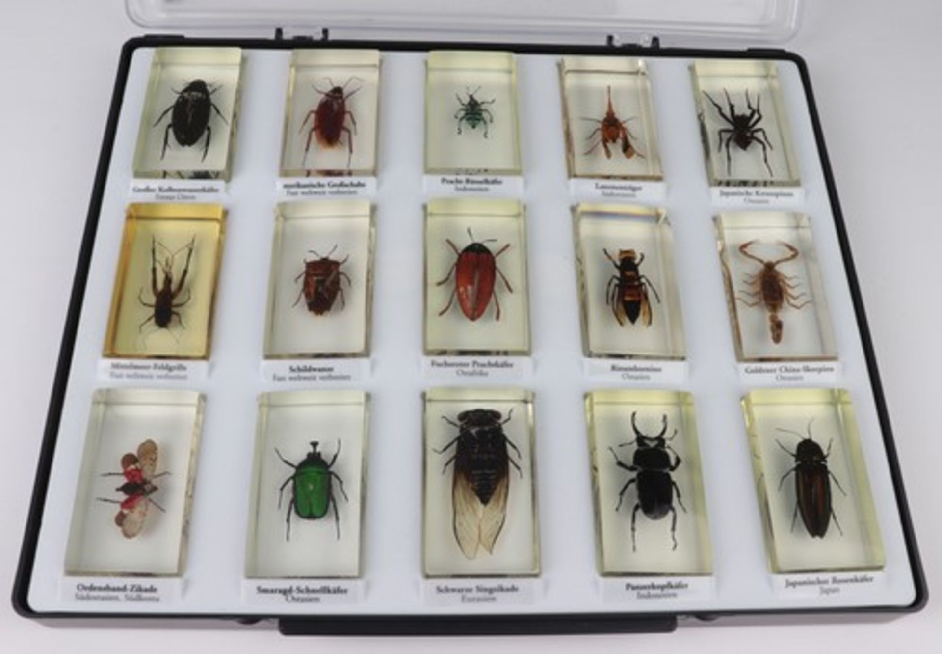 InsektensammlungKonvolut exotischer Insekten, 19 große Käfer in Kunststoff gegossen, in 2 - Bild 3 aus 3