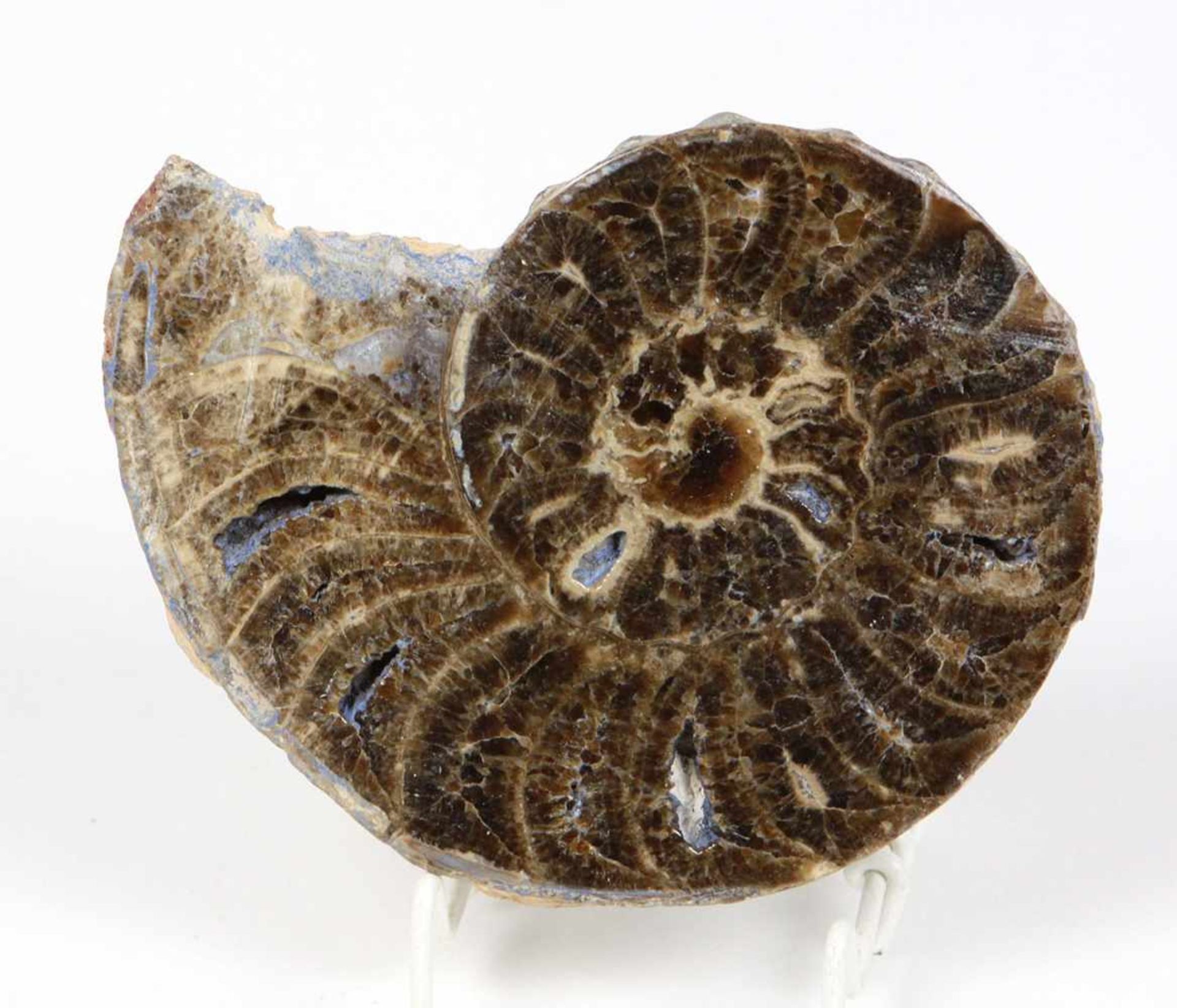 fossiler AmmonitVersteinerung in sehr schöner Verkieselung mit deutlich sichtbarer Segementierung,