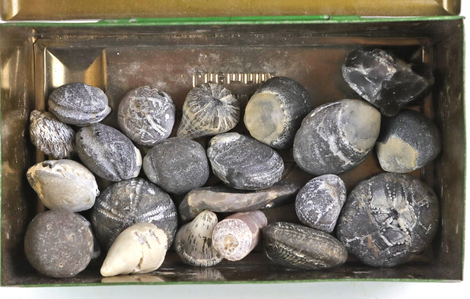 Posten Versteinerungendabei versteinerte Seeigel, Muscheln u. Schnecken in unterschiedlichen - Bild 3 aus 3