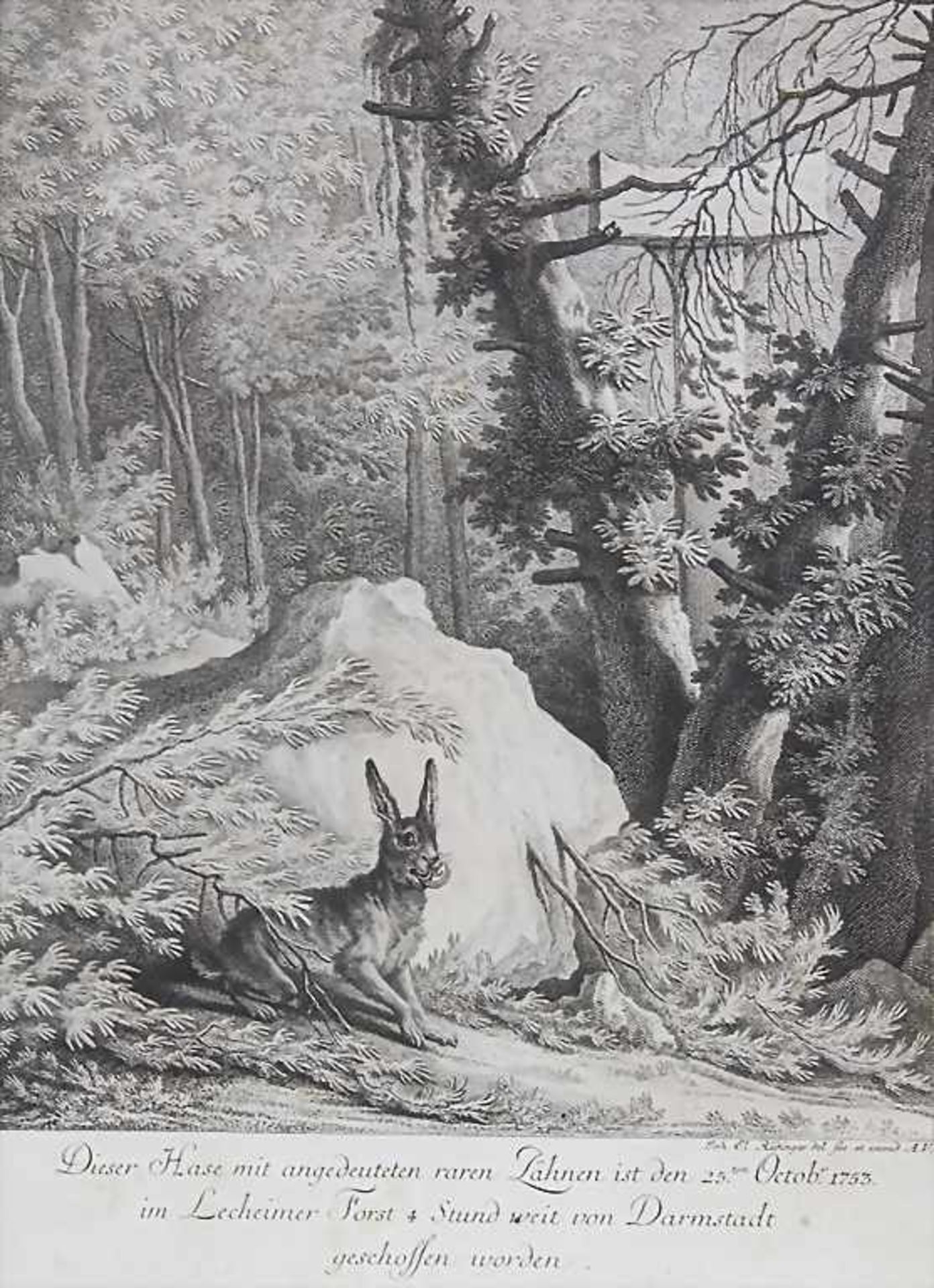 Johann Elias Ridinger (1698-1767), 'Dieser Hase mit angedeuteten raren Zähnen'Technik: Kupferstich
