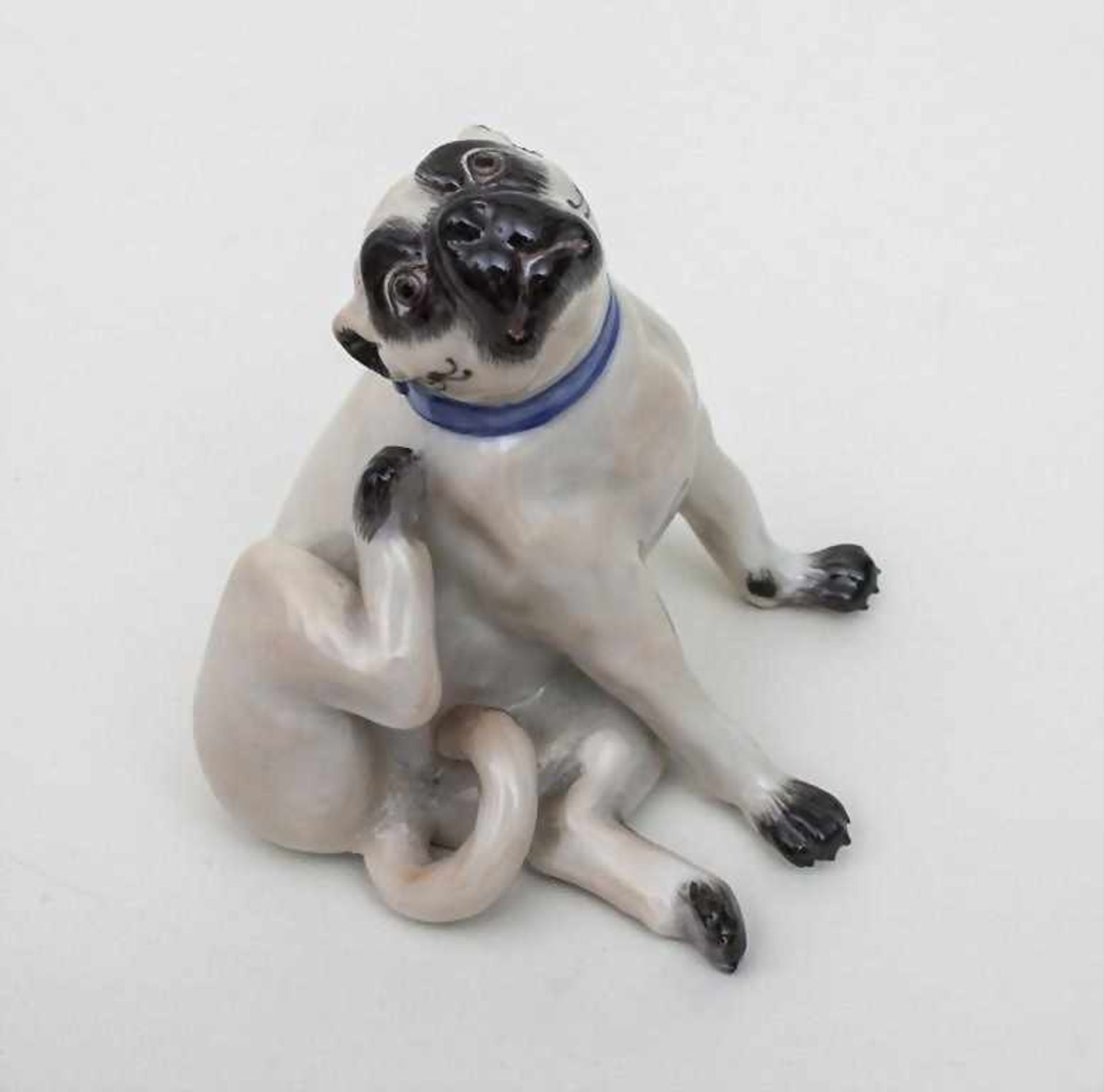 Sich kratzender Mops, Meissen, Mitte 20. Jh.