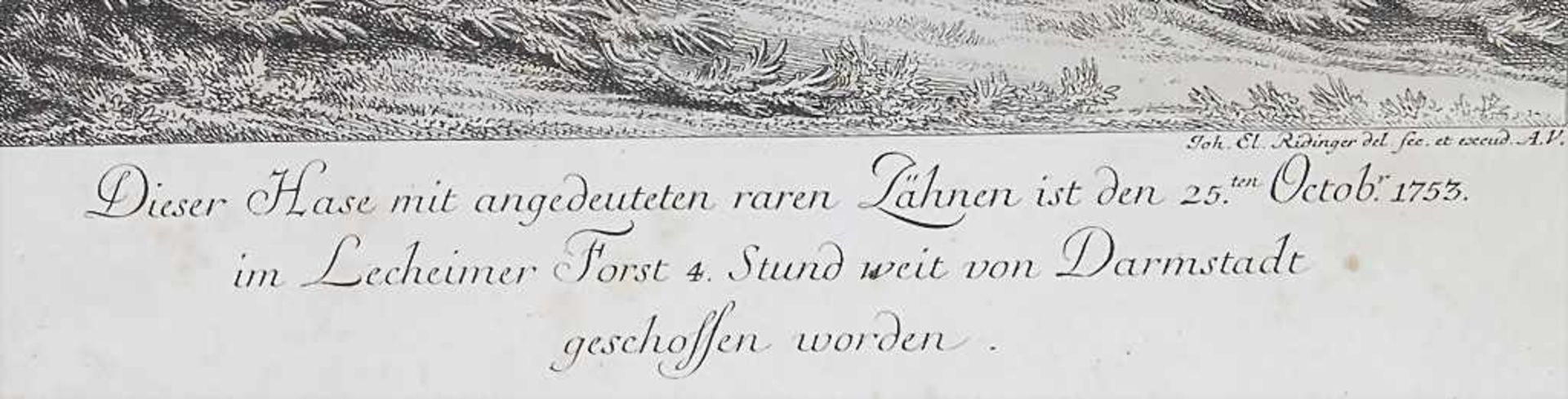 Johann Elias Ridinger (1698-1767), 'Dieser Hase mit angedeuteten raren Zähnen'< - Image 3 of 4