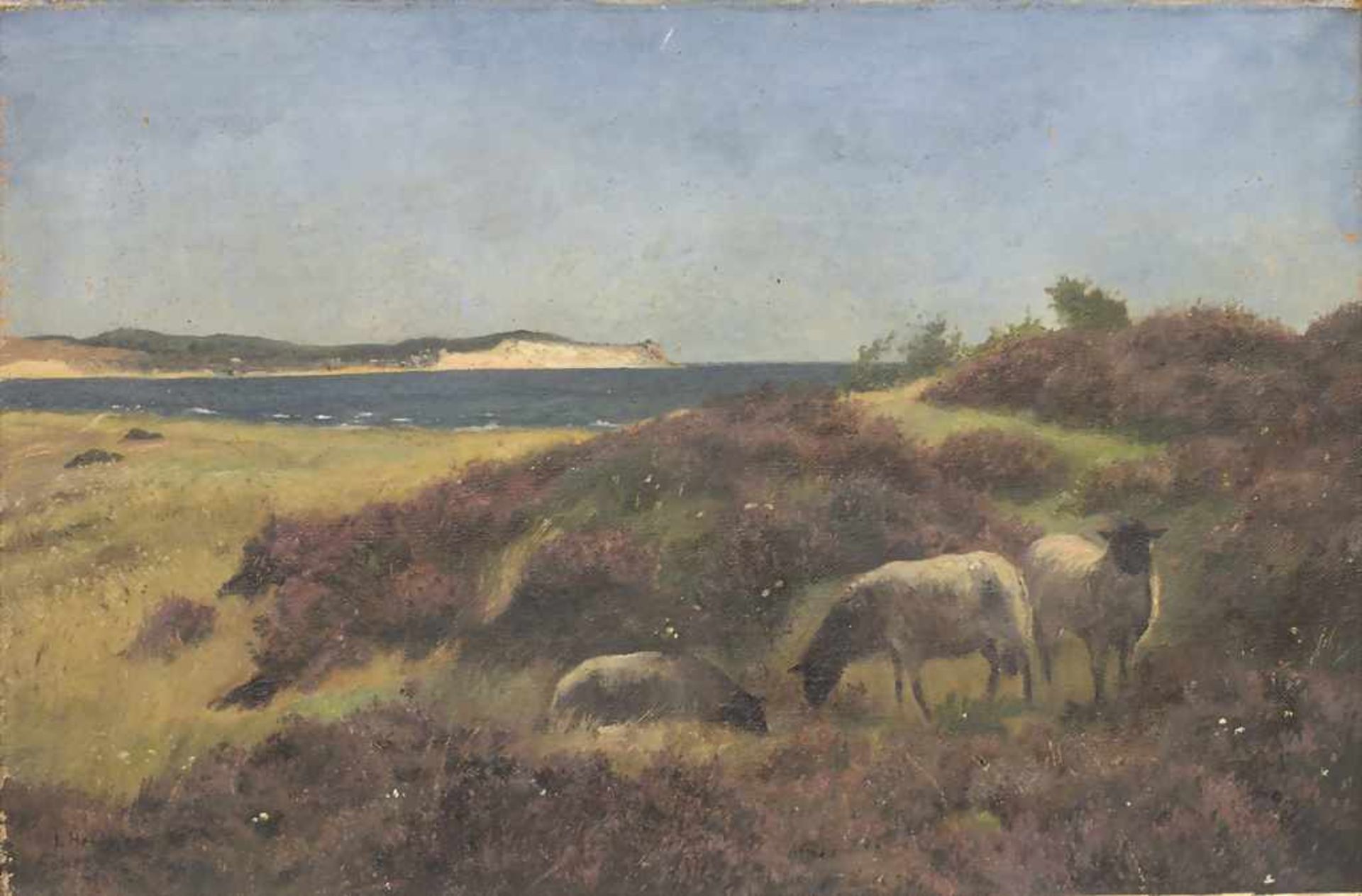 Künstler des 19./20. Jh., 'Schwarznasenschafe in Küstenlandschaft ' / 'Black-faced sheep in