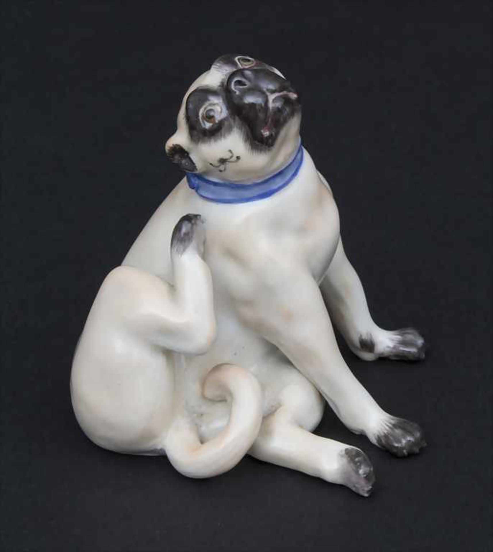 Ein Mops mit blauem Halsband / A pug dog with a blue collar, Meissen, Mitte 20. Jh.