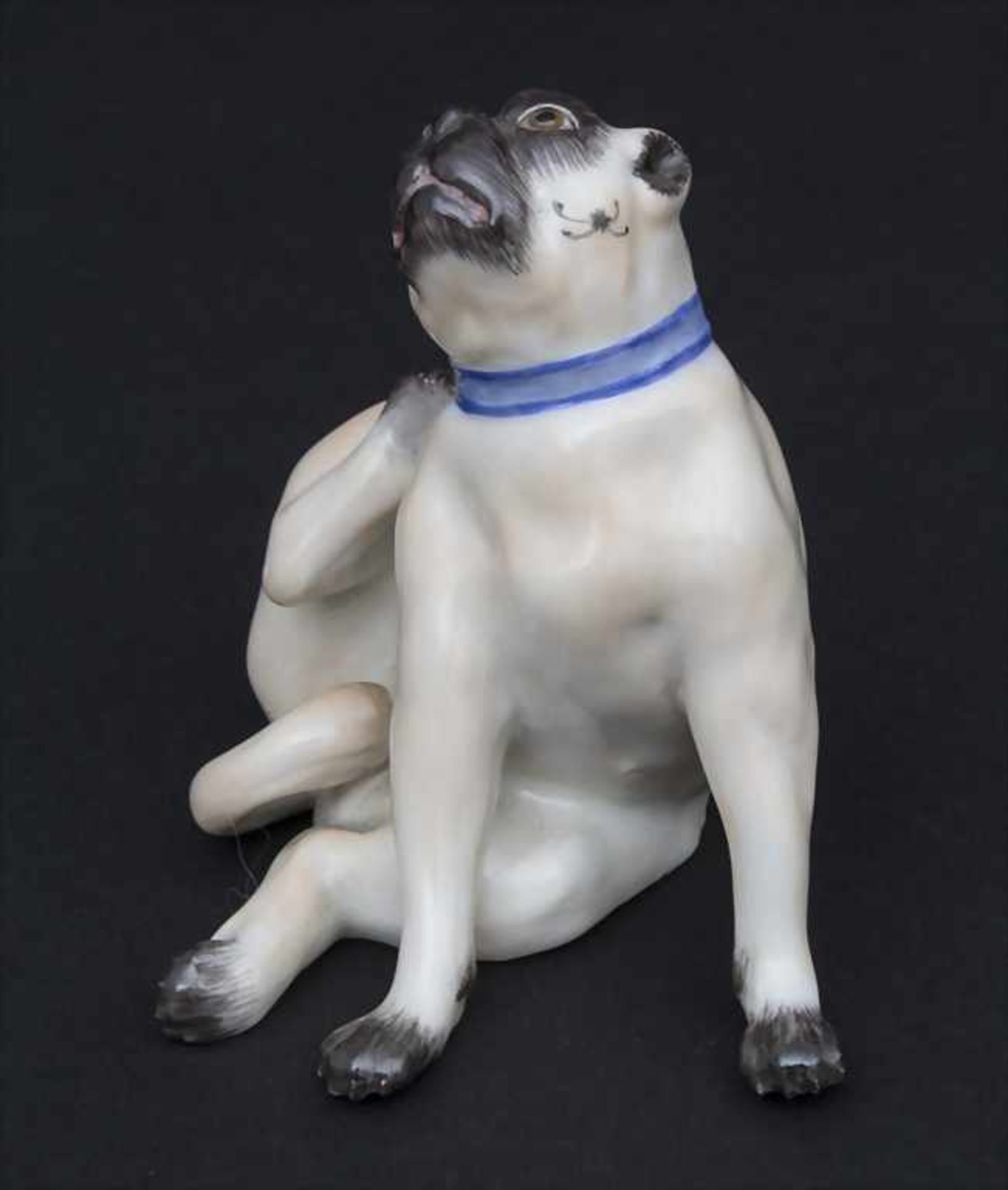 Ein Mops mit blauem Halsband / A pug dog with a blue collar, Meissen, Mitte 20. Jh. - Image 2 of 6