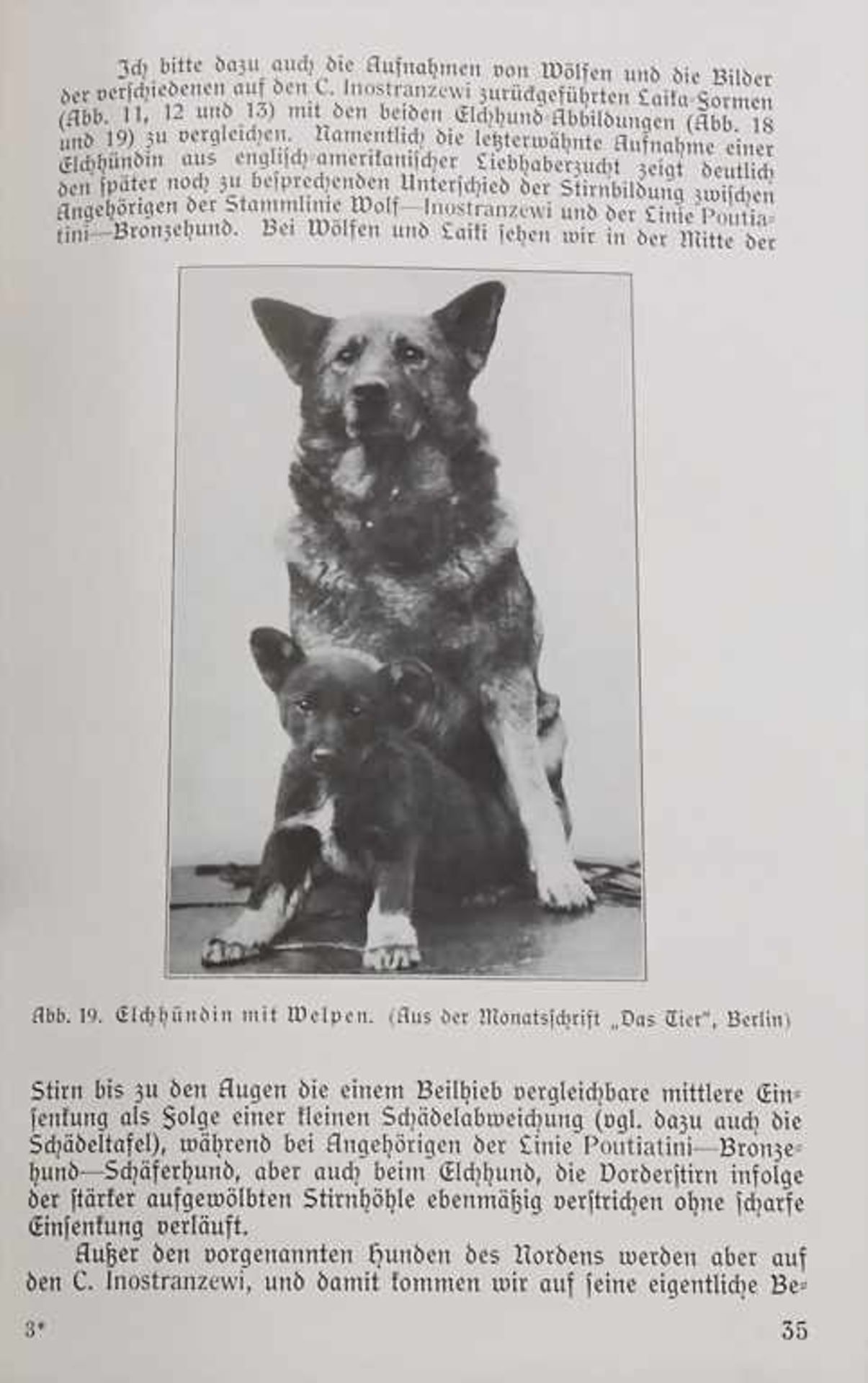 Rittmeister v. Stephanitz: 'Der deutsche Schäferhund' - Bild 4 aus 6