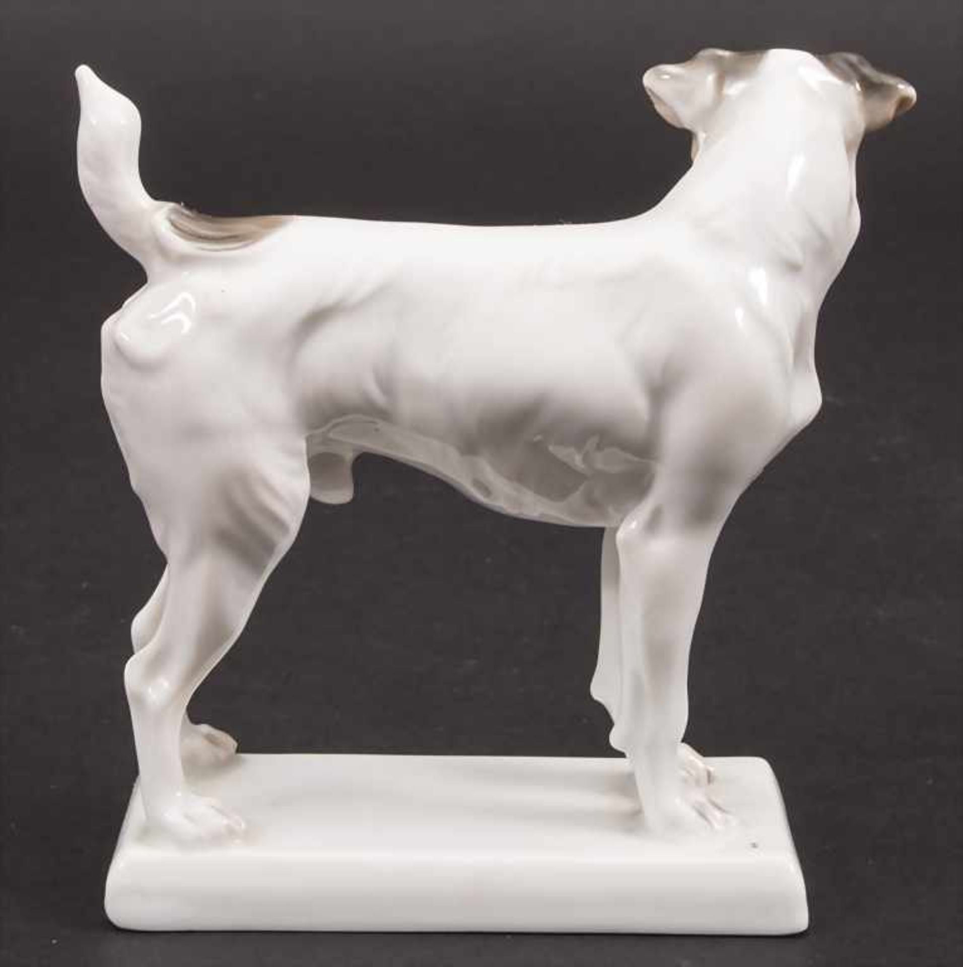 Stehender Terrier / A standing terrier, Rosenthal, Selb, um 1930 - Bild 2 aus 6