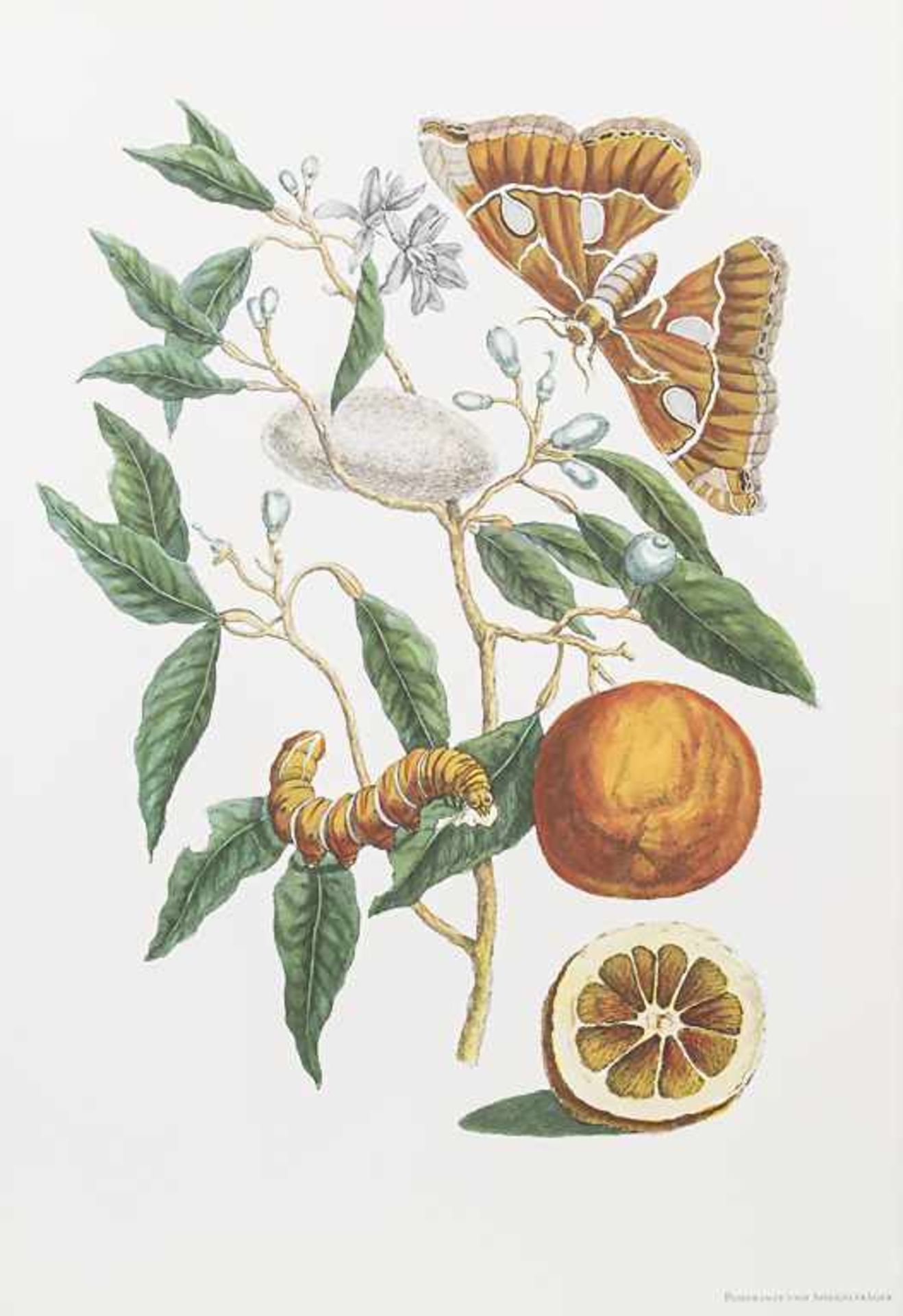 Maria Sibylla Merian / G. Nebel: 'Die schönsten Tafeln aus dem Grossen Buch der Schmetterlinge und - Bild 4 aus 5