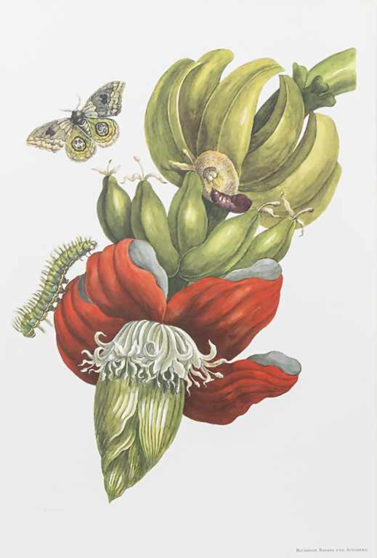 Maria Sibylla Merian / G. Nebel: 'Die schönsten Tafeln aus dem Grossen Buch der Schmetterlinge und - Bild 3 aus 5