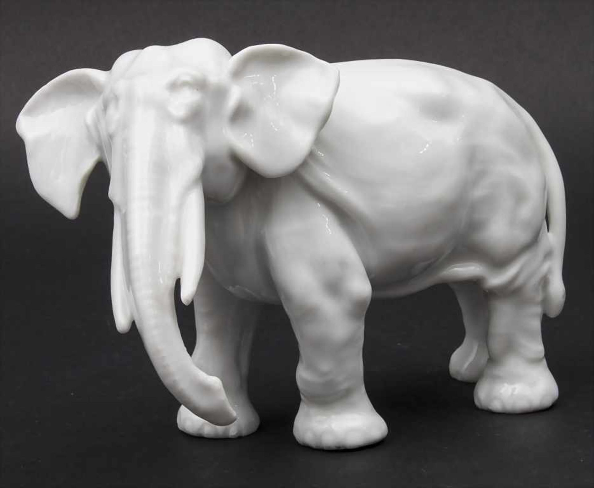 Alter indischer Elefant / An old Indian elephant, wohl deutsch, um 1900