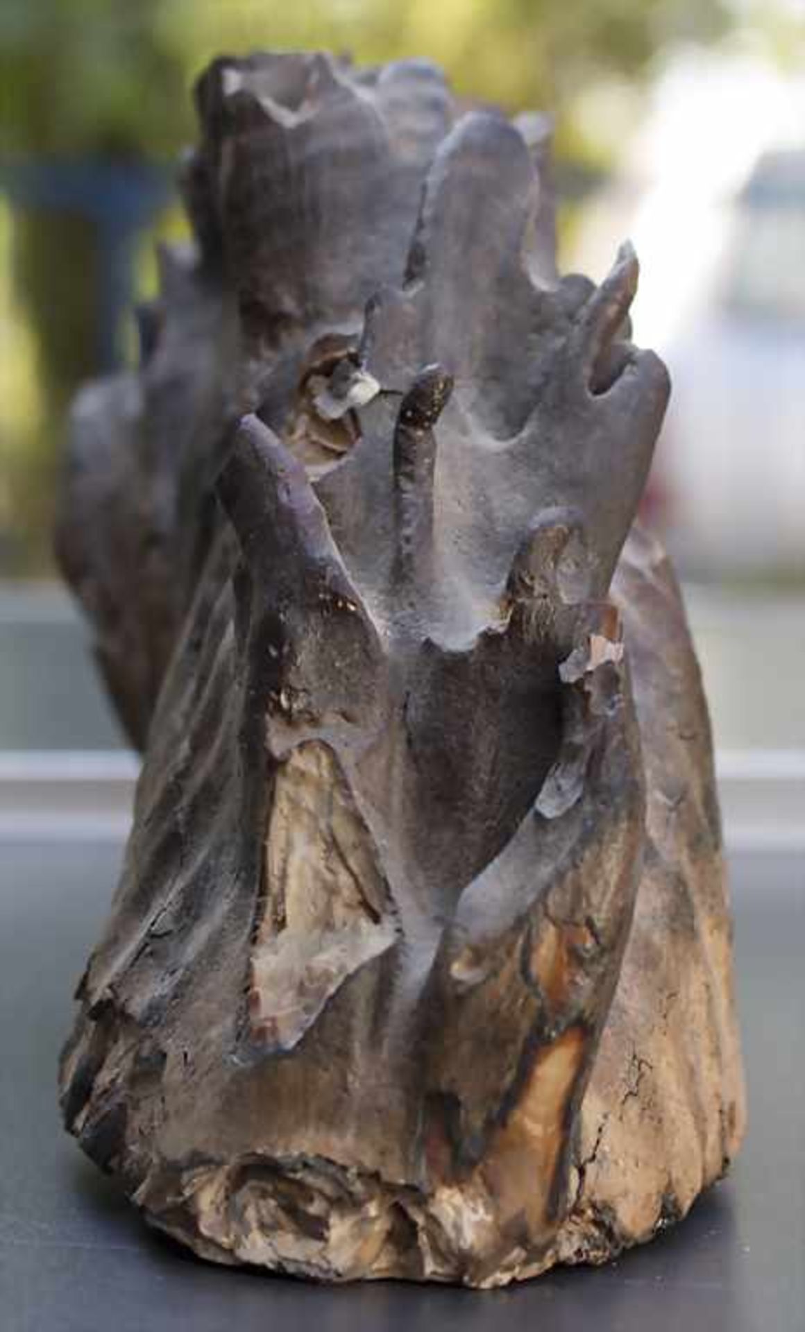 Versteinerter Mammutzahn / A petrified mammoth toothVersteinerter Mammutzahn - Bild 2 aus 6