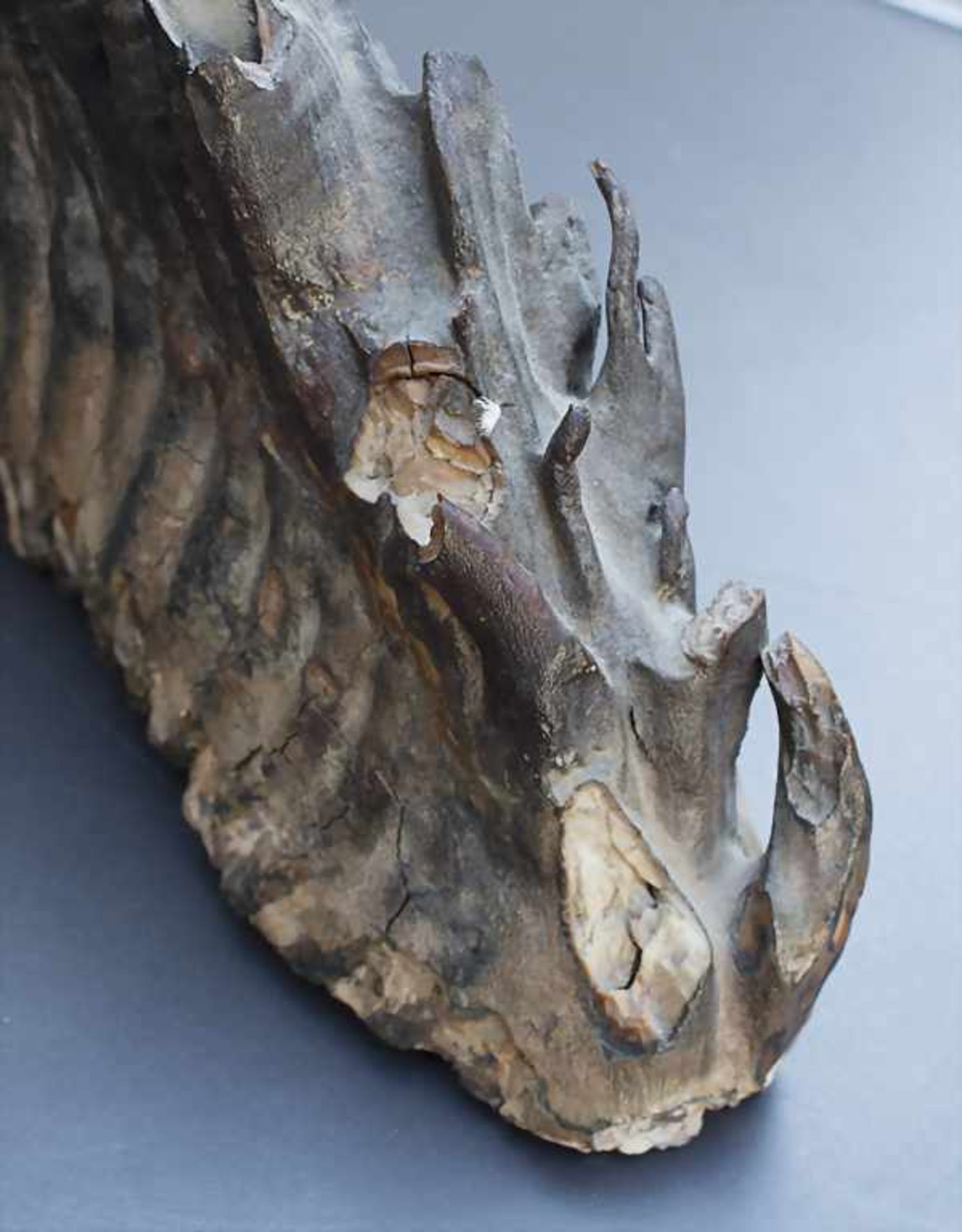 Versteinerter Mammutzahn / A petrified mammoth toothVersteinerter Mammutzahn - Bild 6 aus 6