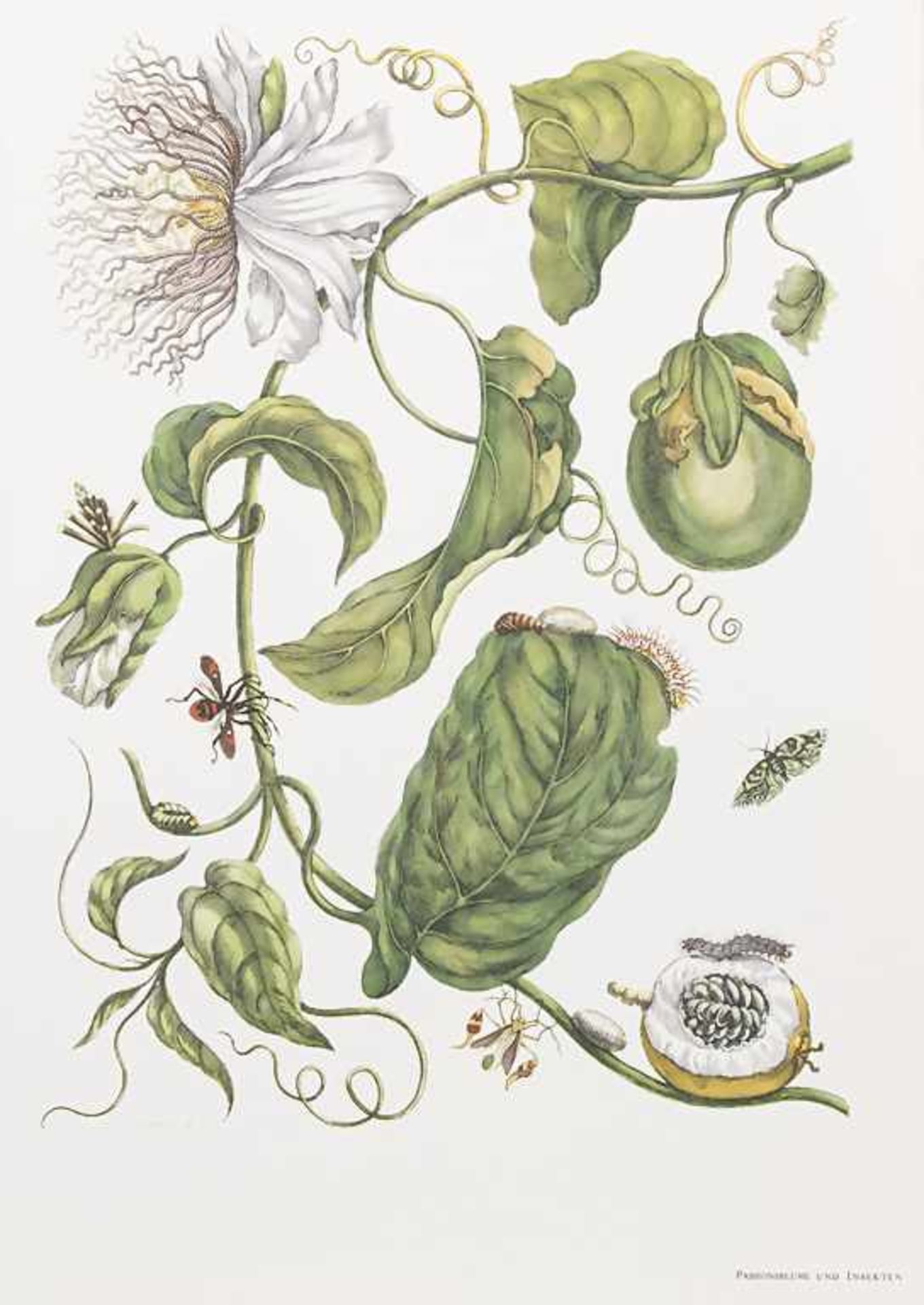 Maria Sibylla Merian / G. Nebel: 'Die schönsten Tafeln aus dem Grossen Buch der Schmetterlinge und - Bild 5 aus 5