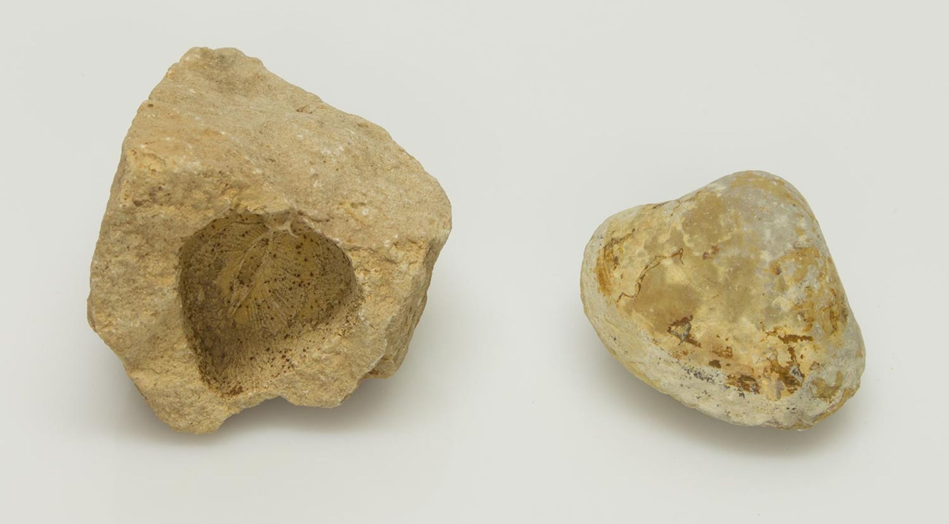 Lot Versteinerte Wandermuschelvermutlich 11 Mio. Jahre alt, Tertiär, versteinerter neg. Abdruck u.